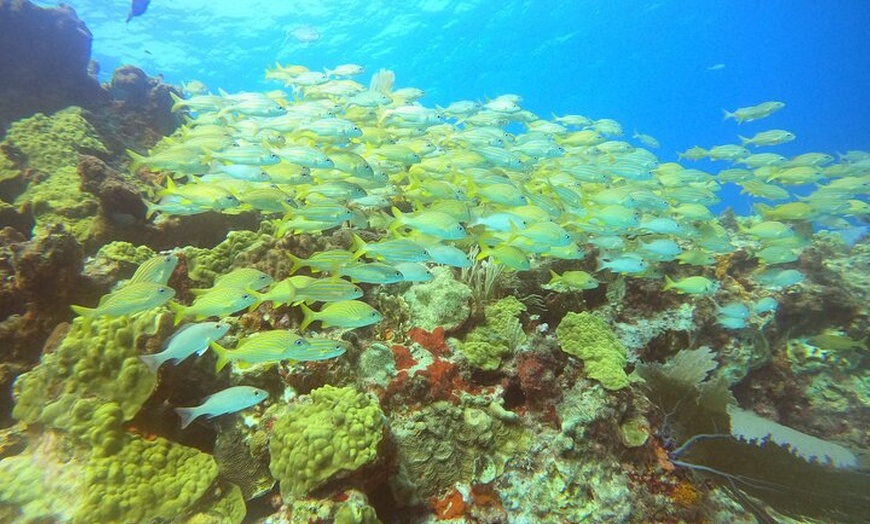 Image 10: VIP Beginner Diving Experience: MUSA Statues & Reef Adventure