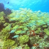 Image 10: VIP Beginner Diving Experience: MUSA Statues & Reef Adventure