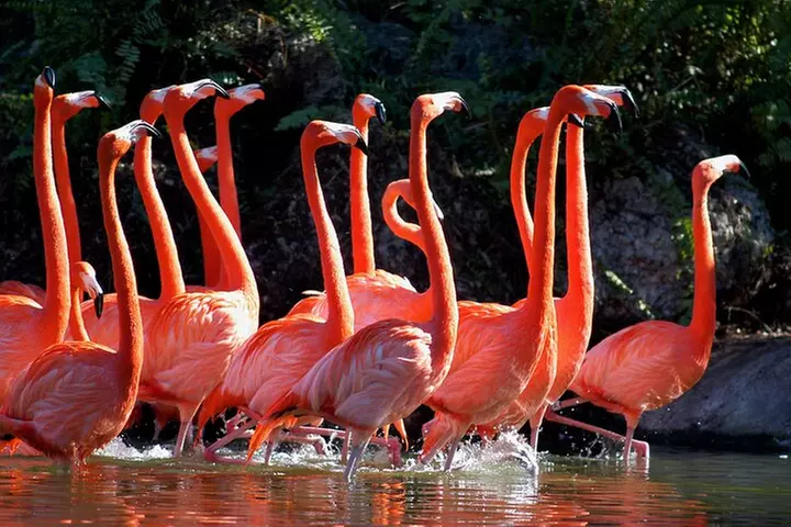 Zoo Miami Ticket with Optional Upgrade