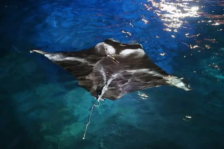 Honokohau Manta Ray Night Snorkel in Kailua-Kona, HI - Second Medium