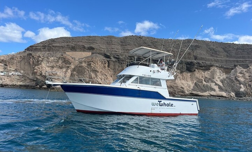 Image 4: Actividad de avistamiento de delfines al atardecer en Gran Canaria