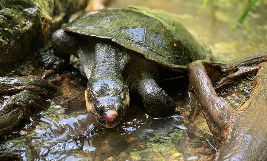 Image 7: UTV 4wd Cassowary Falls and Daintree Rainforest Adventure tour