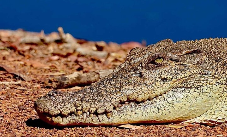 Image 12: Kakadu Wildlife Escape Fogg Dam or Crocodile Cruise from Darwin