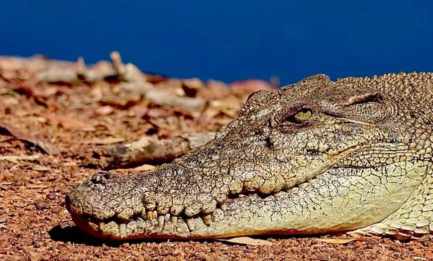 Image 12: Kakadu Wilderness Escape Fogg Dam or Crocodile Cruise - Day Trip fr...