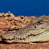 Image 12: Kakadu Wildlife Escape Fogg Dam or Crocodile Cruise from Darwin