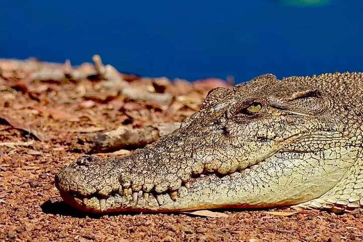 Kakadu Wildlife Escape Fogg Dam or Crocodile Cruise from Darwin