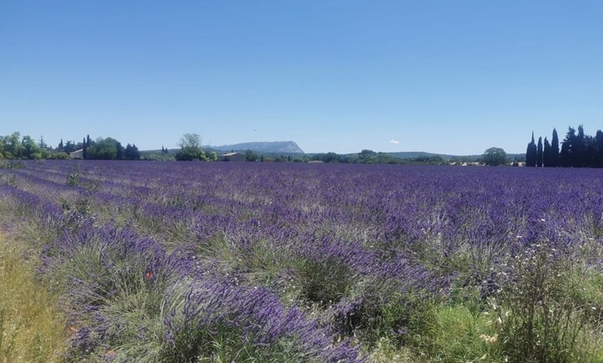 Image 7: Aix-en-Provence : Circuit des Lavandes et Vignobles en Sidecar
