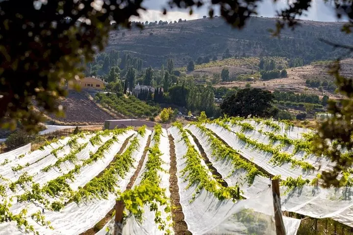 North Georgia Wine Country Private Tour from Atlanta