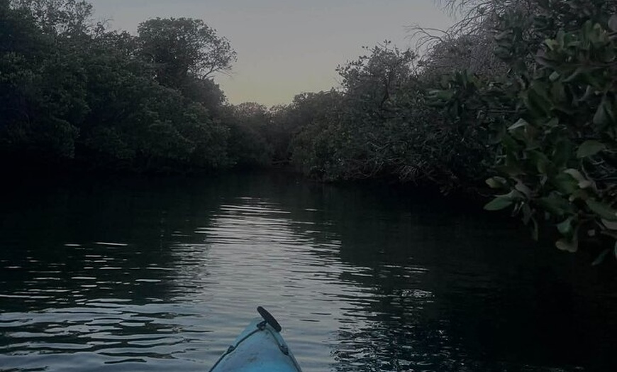 Image 2: Dolphin Sanctuary Kayak Tours Twilight Mangrove Kayak