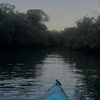 Image 2: Dolphin Sanctuary Kayak Tours Twilight Mangrove Kayak