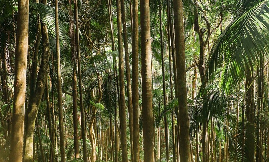 Image 6: Tamborine Mountain Winery and Glow Worm Caves Tour