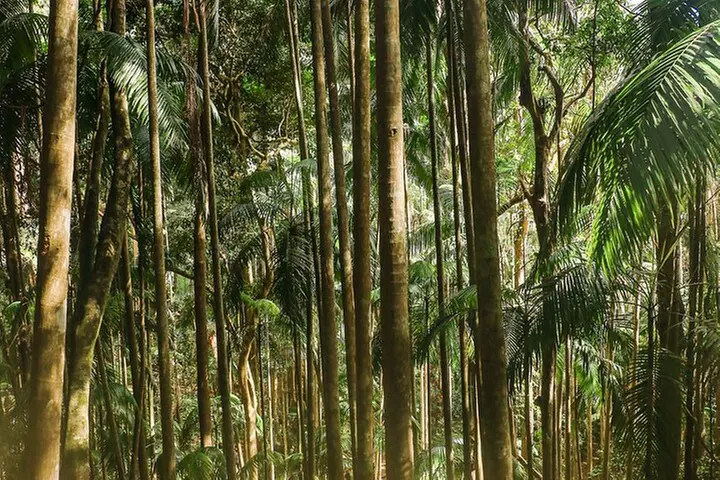 Tamborine Mountain Winery and Glow Worm Caves Tour - Image 6