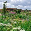 Image 4: RHS Garden Bridgewater