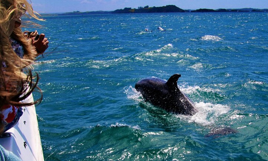 Image 2: Aventura de delfines en Sotogrande con bebida incluida