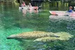 Clear Kayak or Paddleboard Manatee Adventure - Second Medium