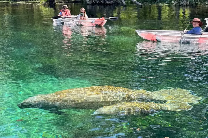Clear Kayak or Paddleboard Manatee Adventure