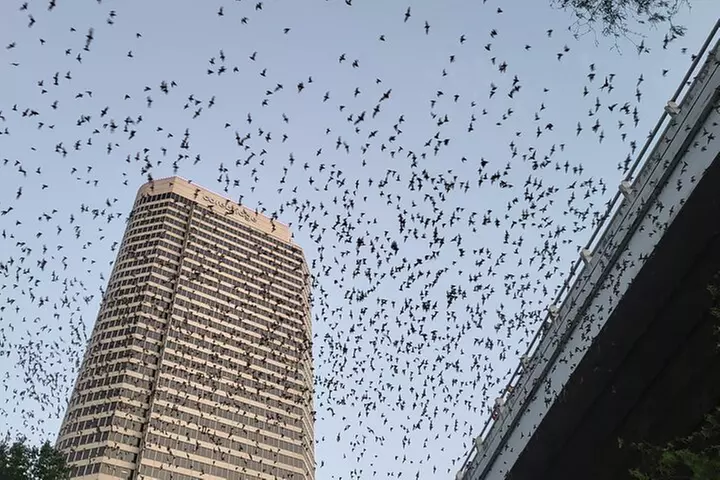 Downtown Houston Bat and Skyline Kayaking Tour