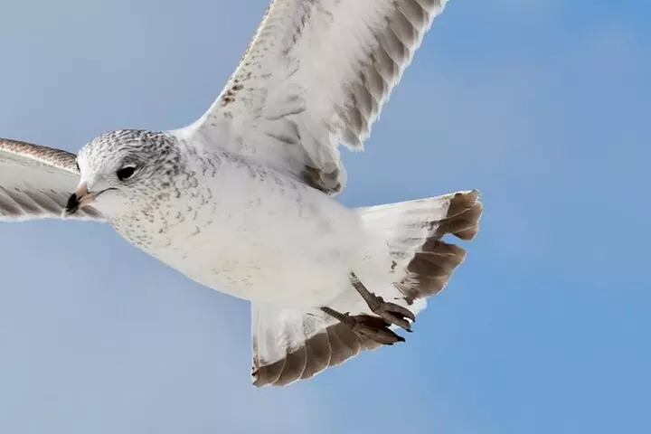 Easy Ride Pedal Kayak Tour Marco Island & Naples (Pedal or Paddle