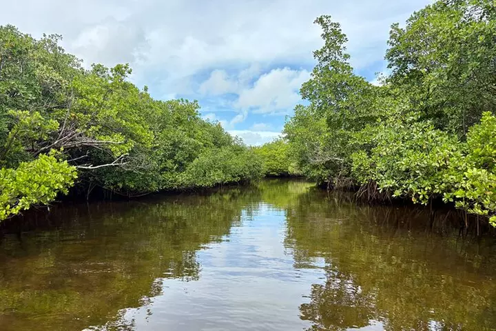 Fort Lauderdale: Kayak/SUP on Mangroves w/ Snacks & Drinks