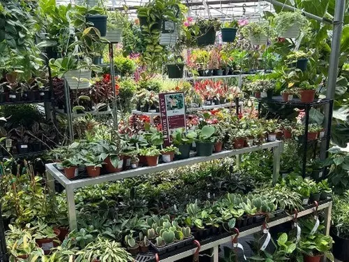$25 For $50 Towards Home & Garden Decor, Flowers & Plants