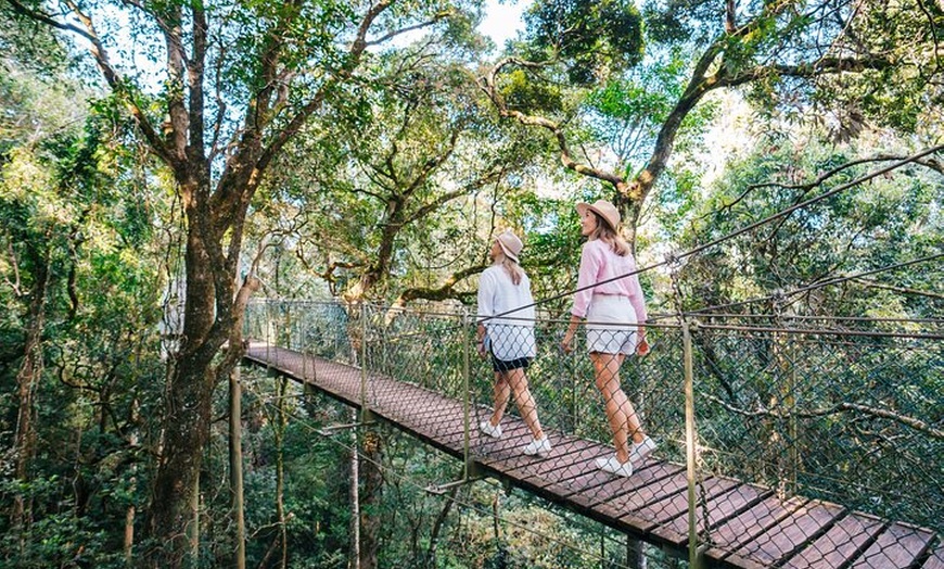 Image 3: Lamington Day Tour O'Reilly's Treetop, Wildlife and Wine Tasting
