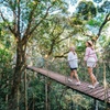 Image 3: Lamington Day Tour O'Reilly's Treetop, Wildlife and Wine Tasting