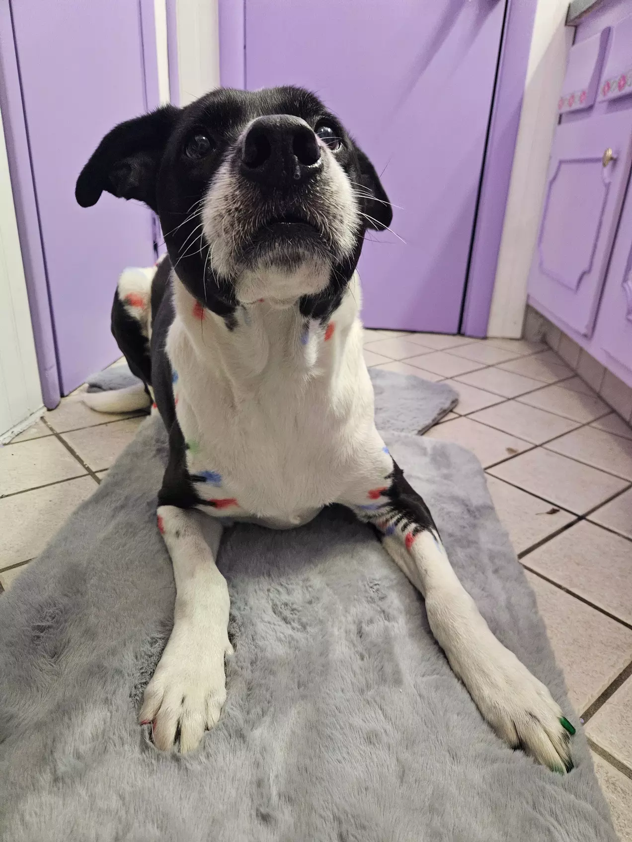 $30 For $60 Worth Of Grooming Services