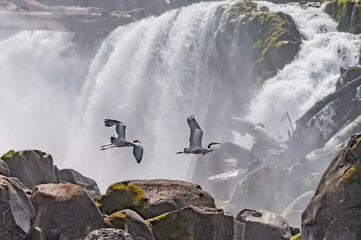 2-Hour Wildlife & Nature River Cruise on the Beautiful Willamette - Primary Image