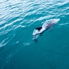 Image 9: Jervis Bay Full Day Tour Dolphin Cruise and Kiama Blowhole