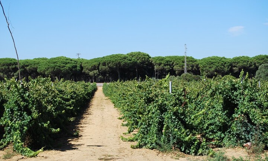 Image 4: Desde Cádiz, visita a la bodega Chiclana de la Frontera con almuerzo