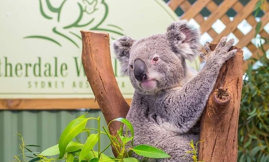 Image 11: PVT Guided Tour: Sydney Opera House and Featherdale Wildlife Park
