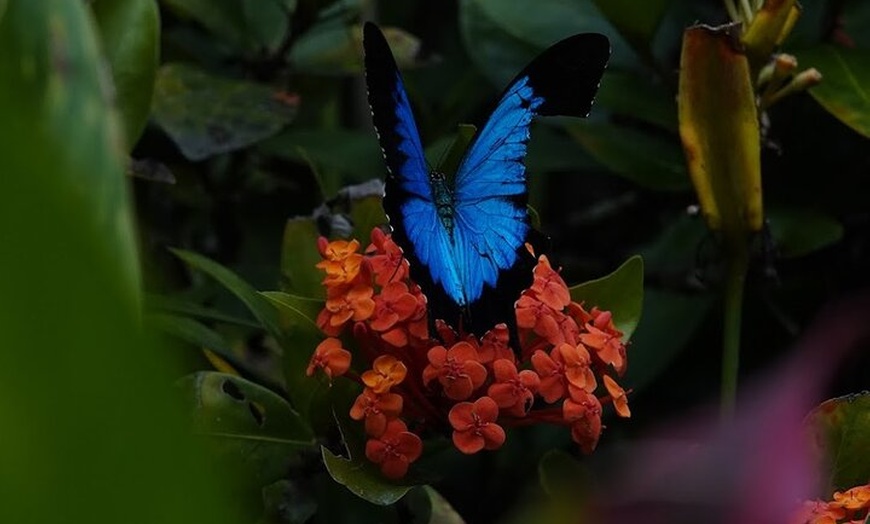Image 2: Private Luxury Tour Above the Canopy Kuranda Experience