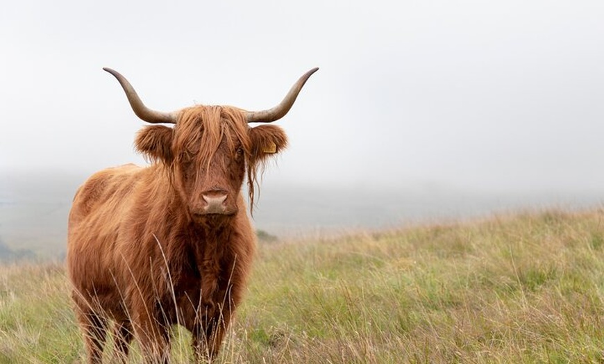 Image 37: Whisky Tour Oban Glencoe Lochs Castle Private Tour from Edinburgh