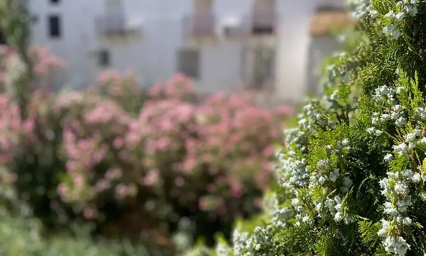 Image 26: Día en Pueblos Blancos y Ronda desde Sevilla
