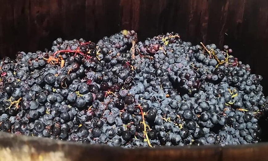 Image 10: Visita a la Bodega, Museo del Vino y Cata en Gran Canaria