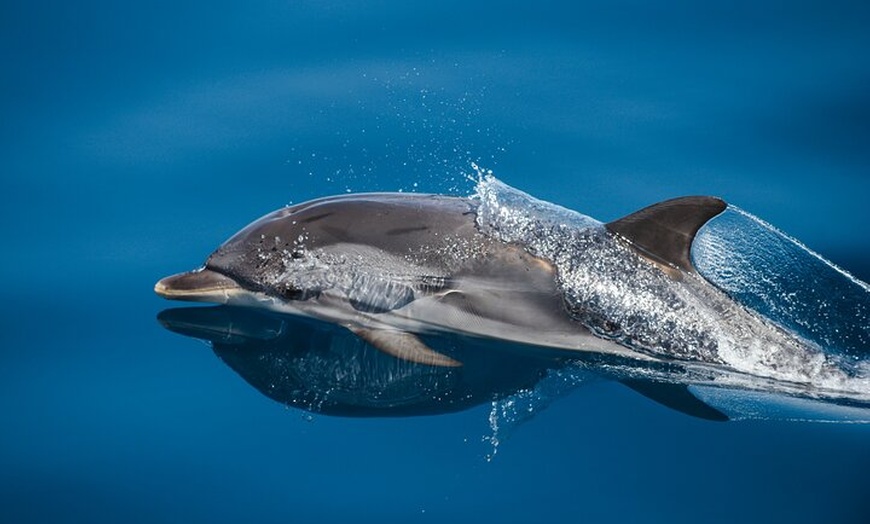 Image 5: Actividad de avistamiento de delfines al atardecer en Gran Canaria