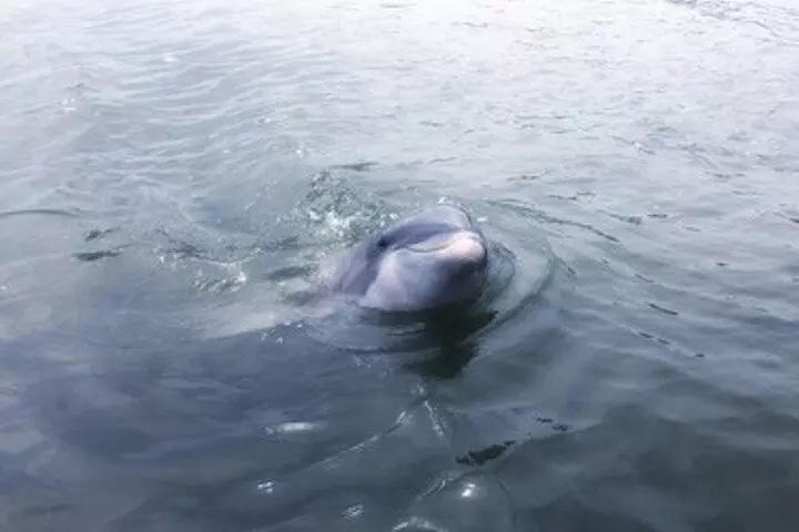 Private Disappearing Island Dolphin Tour