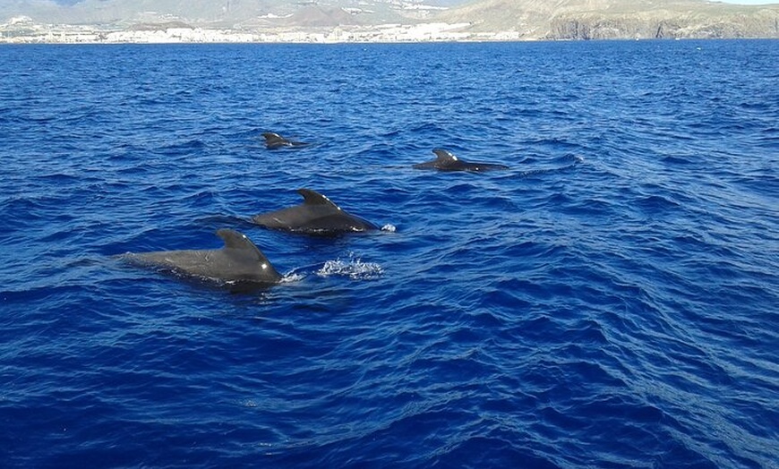 Image 7: Safari de ballenas hasta Los Gigantes con recogida desde Norte