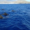 Image 7: Safari de ballenas hasta Los Gigantes con recogida desde Norte