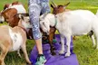 Goat Yoga Experience in Asheville - Second Medium