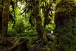 From Seattle Hoh rain forest and Olympic National Park Highlight - Second Medium