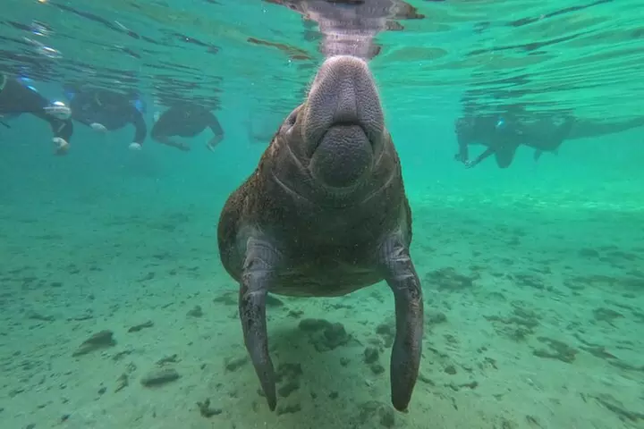 VIP Private Manatee Swim Tour - Second Medium