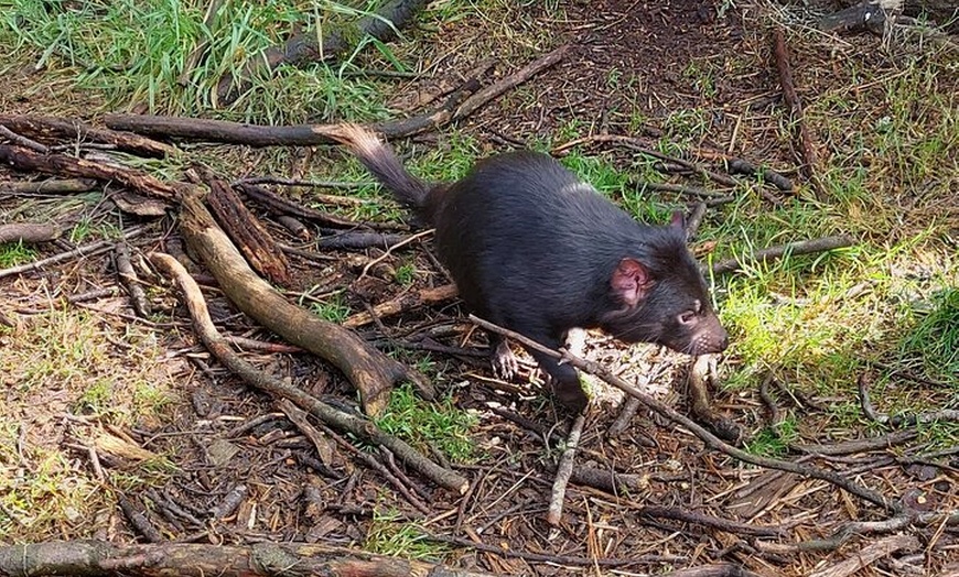 Image 3: Tasmanian Wildlife and Mountain Shore Excursion