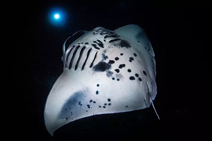 Kona's Best Manta Ray Night Snorkel Small Group Experience
