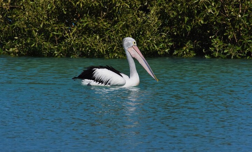 Image 4: Bird Watching Kayak Tour