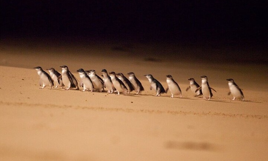 Image 5: Phillip Island Penguin Parade Day Tour from Melbourne