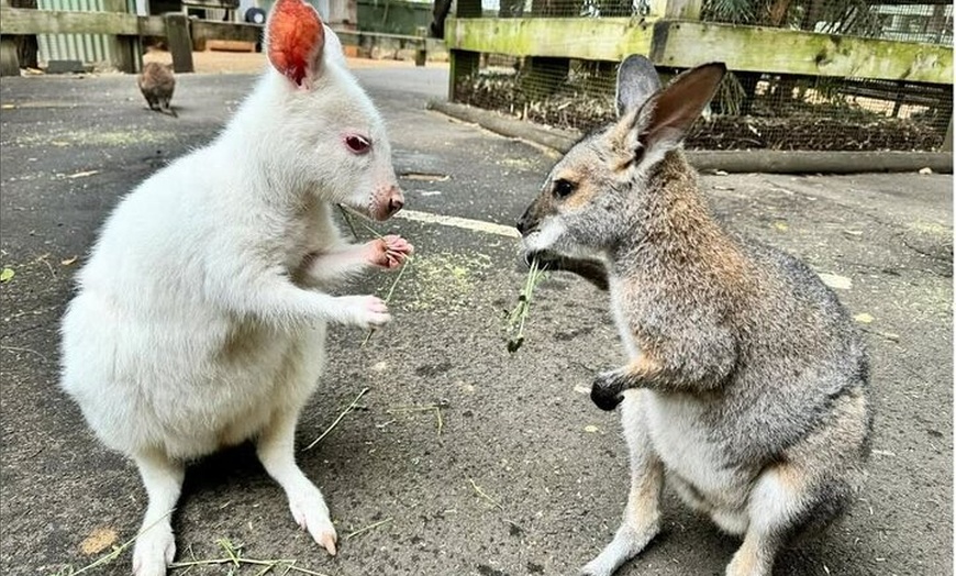 Image 13: PRIVATE Blue Mountains Scenic World Australian Wildlife & Cruise