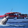 Image 2: Whale Watching & Hop On Hop Off Sydney Harbour Explorer Cruise