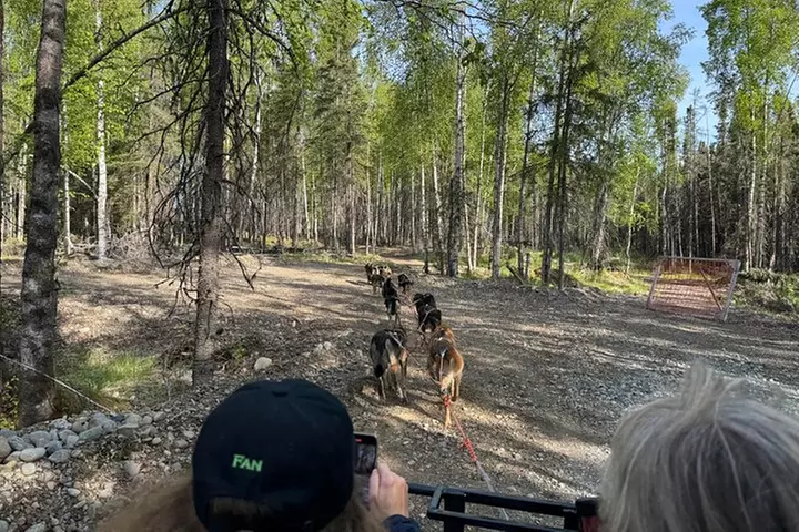Anchorage's Authentic Dog Sledding Experience - Second Medium