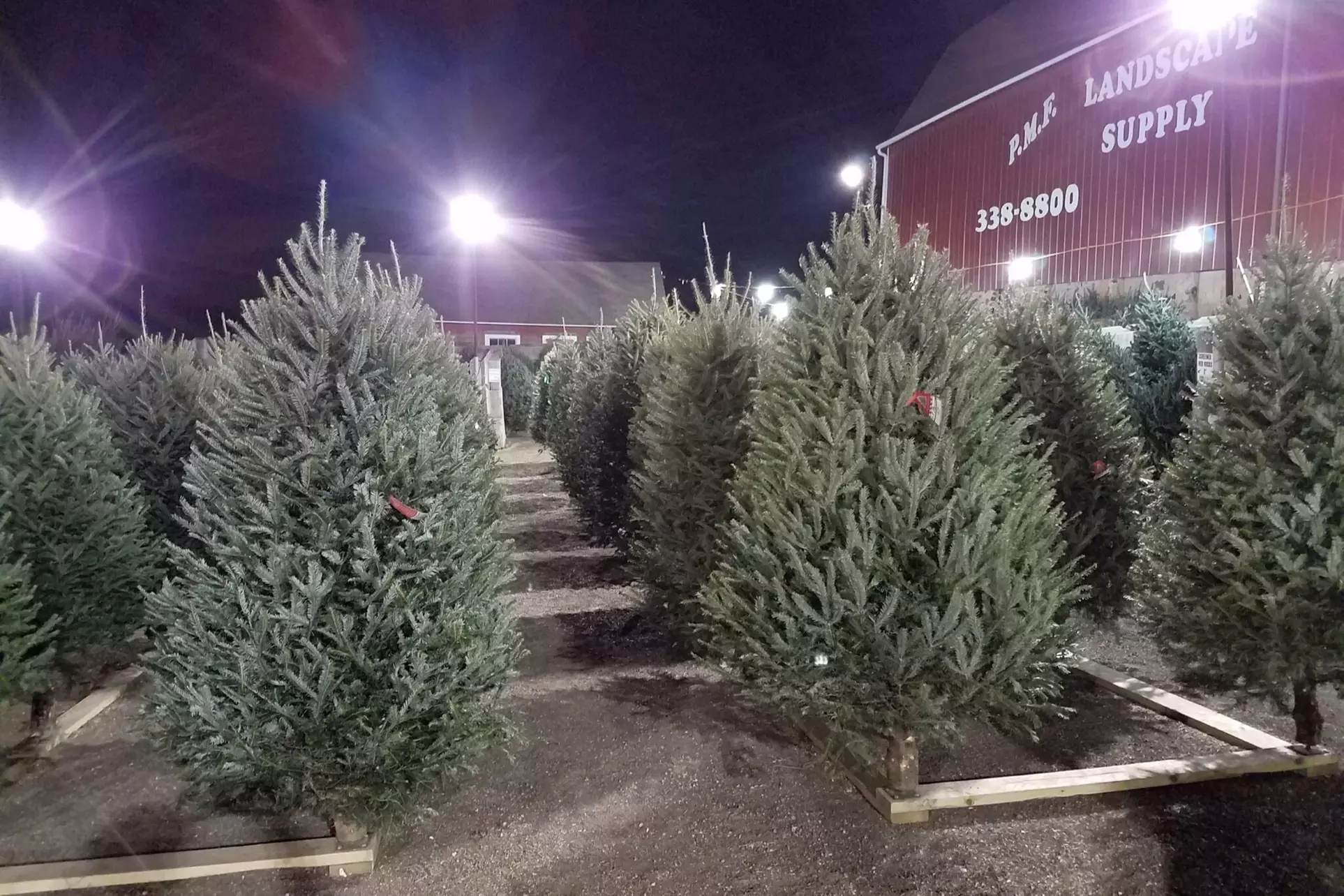 $20 For A Christmas Tree (Reg. $40)